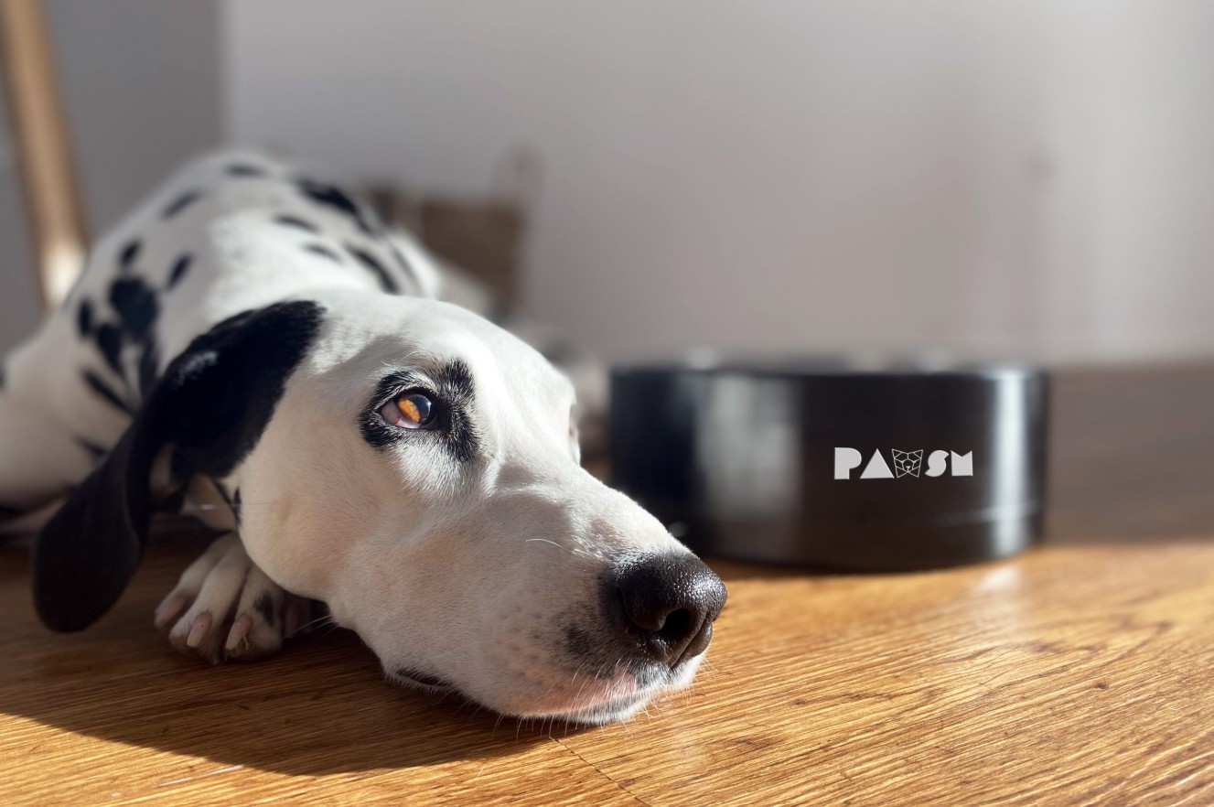 pawsm zgodbe akrobatov